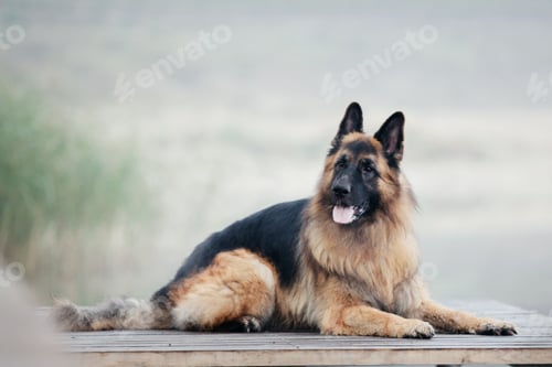 Preview: German Shepherd dog with leaves in autumn. Dog in nature. Autumn mood. Shepherd dog in falling leave