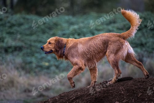 Preview: Wet golden retriever walking on a wood chip mound