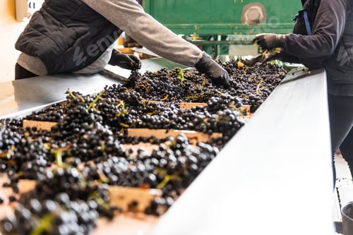 People Sorting Grapes in a Winery