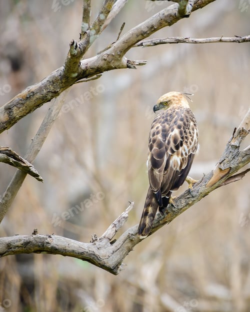 Preview: Crested hawk-eagle perch in a tree branch view from the bird's back.