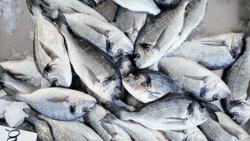 Preview: Sea bream fishes caught at sea and displayed at a Greek market in Nea Moudania, Chalkidiki, Greece