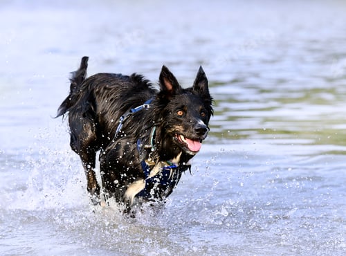 Preview: border collie swimming in river