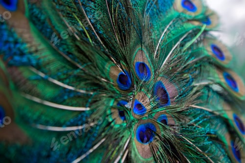 Preview: Peacock feathers