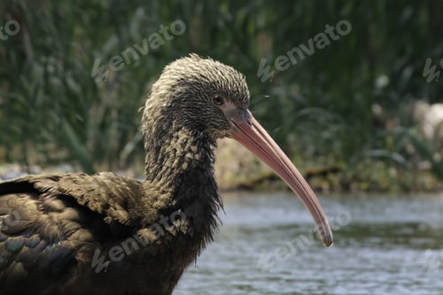 Preview: The Puna ibis (Plegadis ridgwayi) bird