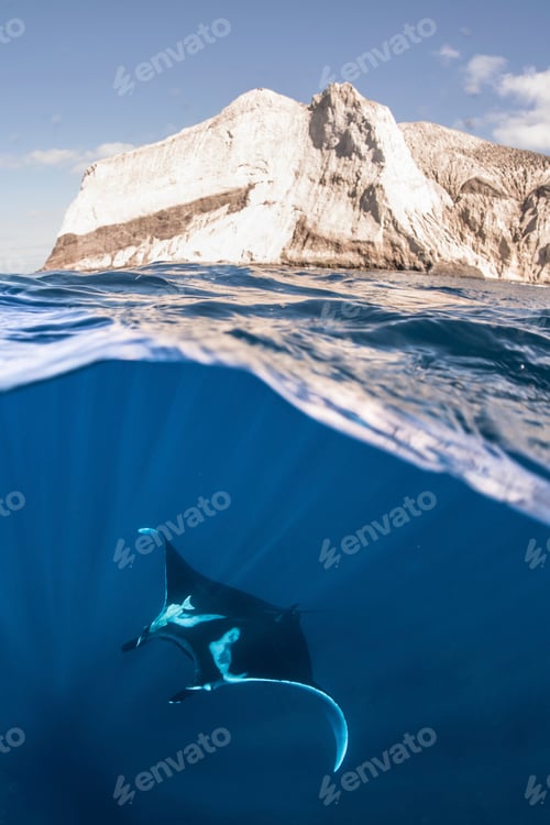 Preview: Giant oceanic manta ray near water surface, Revillagigedo, Tamaulipas, Mexico