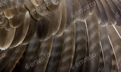 Preview: Macro of common buzzard, Buteo buteo feathers