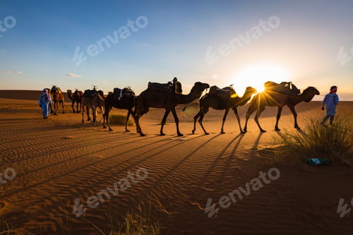 Preview: Caravan of camels at sunset Sahara desert Morocco