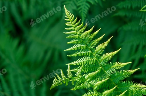 Preview: Closeup of a fern illuminated by the sun.