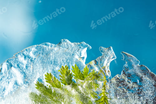 Preview: Green plants and herbs frozen in transparent ice