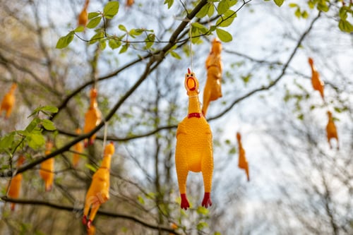 Preview: Hanging fake chicken on the trees for quiz