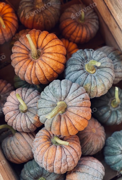 Preview: Pumpkin