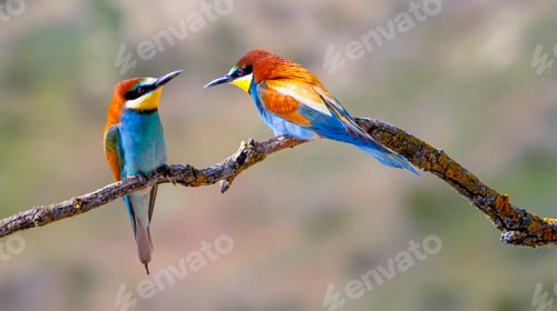 Two Vibrant Birds Perched on a Branch