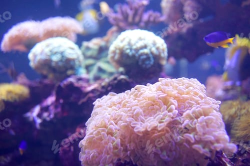 Preview: coral aquarium fish Aquarium corals reef