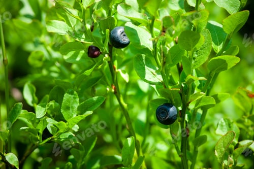 Preview: small blueberries