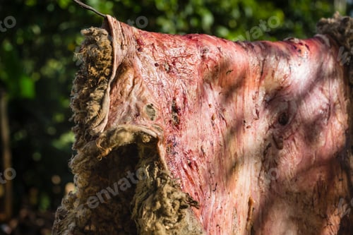 Preview: Fresh Sheep Skin Drying, Kenya