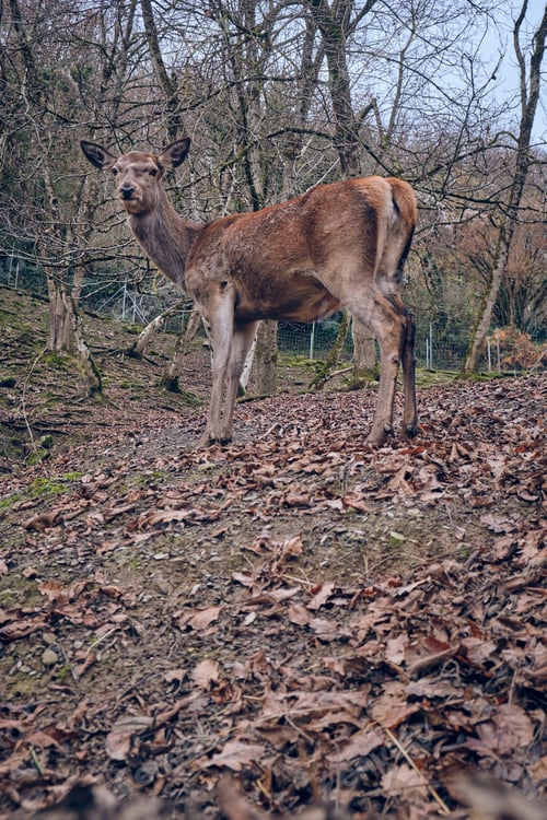Preview: Deer in autumn forest