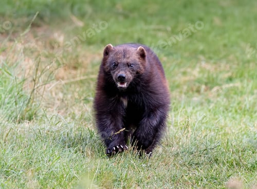 Preview: Wolverine walking through a grassy field, showcasing its thick fur and strong build
