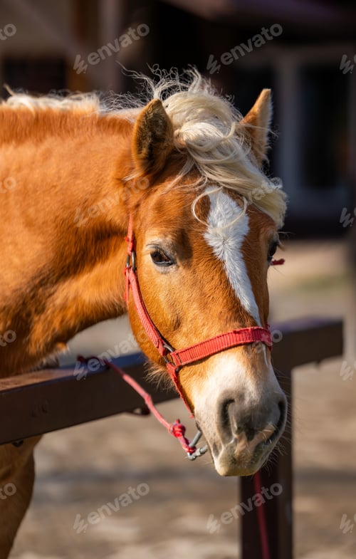 Preview: Close-up of a brown horse with a white blaze and a red halter in a sunny outdoor setting