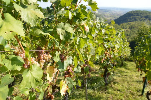 Preview: In the vineyard