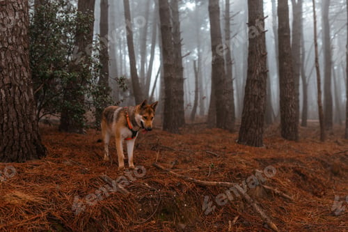 Preview: Beautiful shot of a German Shepherd sticking his tongue out