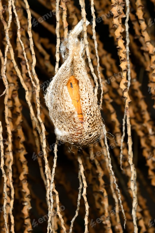 Preview: Cocoon of Madagascar comet moth butterfly ready to hatch.