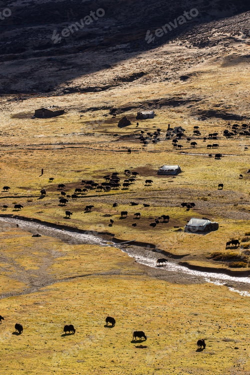 Preview: Black yaks graze high in the mountains.