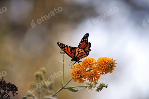 Preview: Monarch butterfly on a yellow flower branch
