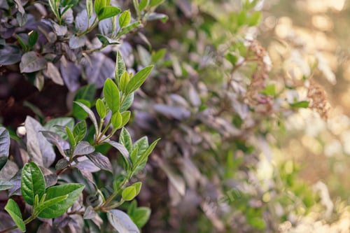 Preview: Green leaves with sunlight pattern background, spring blooming trees abstract green foliage