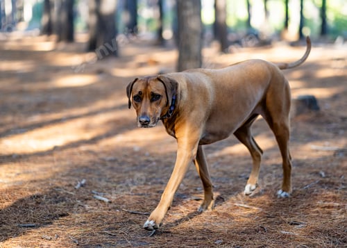Preview: a dog walking through the woods on a sunny day that is pretty