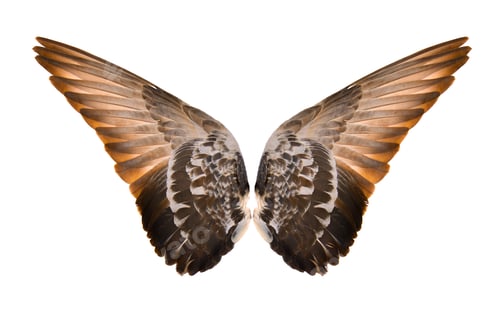 Preview: Wings isolated on white background