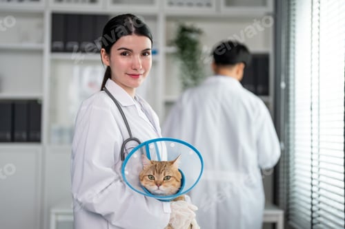 Preview: Portrait of beautiful veterinarian woman work in pet office hospital.