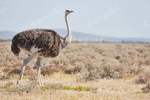 Preview: South African Ostrich, Struthio camelus australis, walking through grassland.