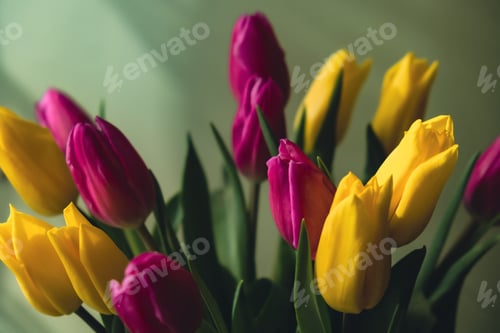 Preview: Fresh bouquet of colorful tulip flowers in pastel background with shadows. Minimalist design