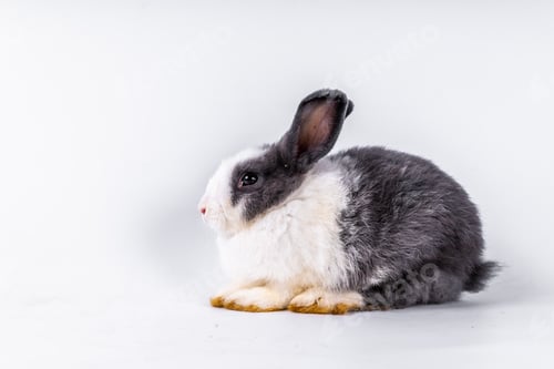 Preview: cute black and white rabbit isolated white background