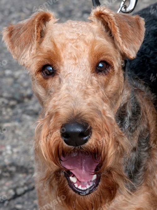 Preview: dog, pet, terrier, dogs