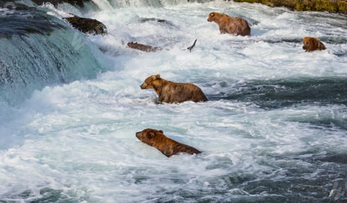 Preview: Bear on Alaska