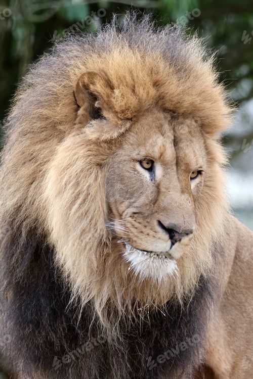 Preview: Lion (Panthera Leo) close up view