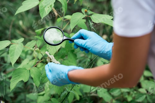 Preview: cropped image of female scientist in latex gloves looking at dry leaf by magnifier