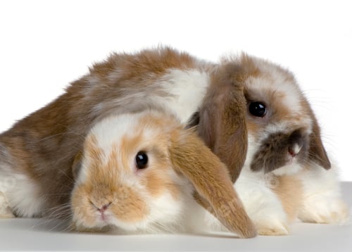 Preview: couple of Lop Rabbit