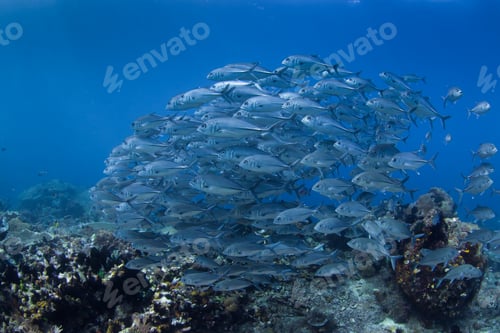 Preview: School of bigeye trevally (Caranx sexfasciatus) underwater