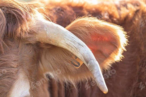 Preview: Close-up shot of a large, brown ox horn