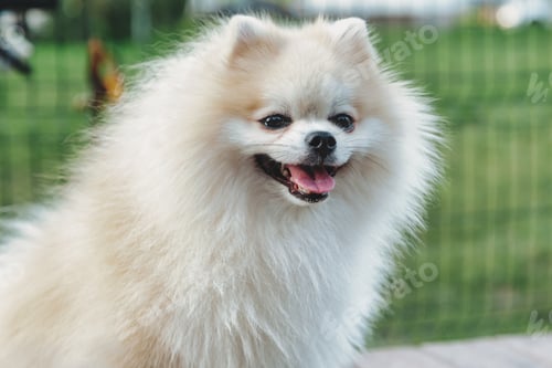 Preview: Portrait of fluffy puppy of Small German Pomeranian on dog playground