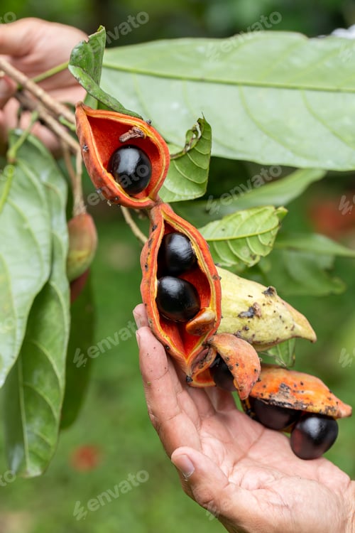 Preview: Sterculia monosperma, Chinese chestnut