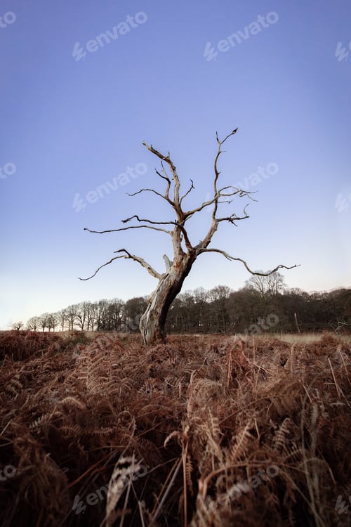 Preview: Vertical of a solitary tree in the midst of a meadow