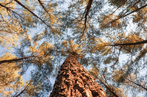 Preview: Looking up of pine trees in autumn forest on sunny day