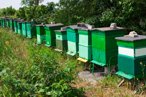 Preview: Line of apiaries in the field