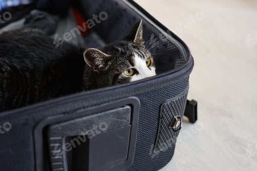 Preview: Adorable cat playing in travel suitcase.