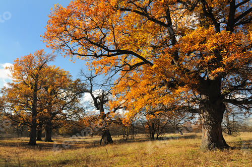 Preview: Beautiful autumn landscape of trees with leaves