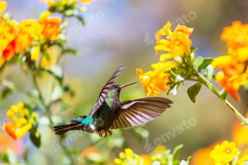 Preview: Kolibri