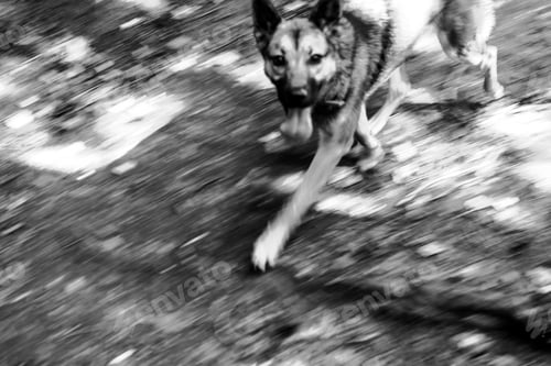Preview: Running dog in black and white